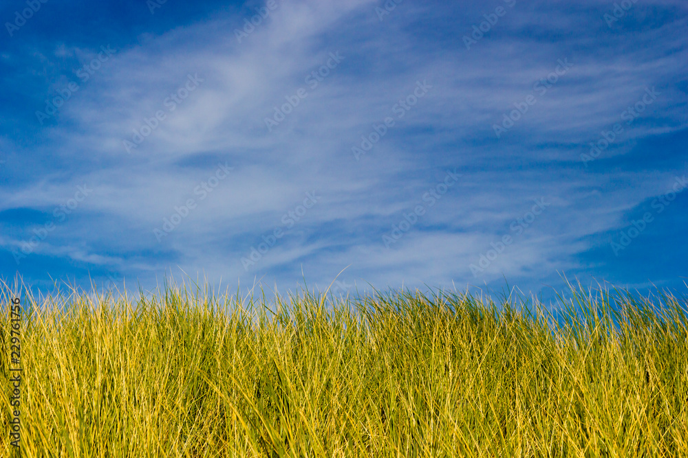 green grass with golden sunshine and blue sky with clouds green grass with golden sunshine and blue sky with clouds