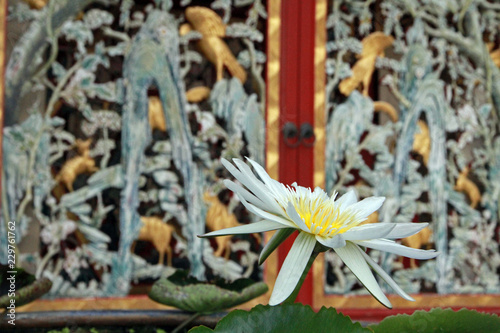 Fototapeta Naklejka Na Ścianę i Meble -  Nenuphar, lotos flower in Bang Pa-In Royal Palace, Thailand