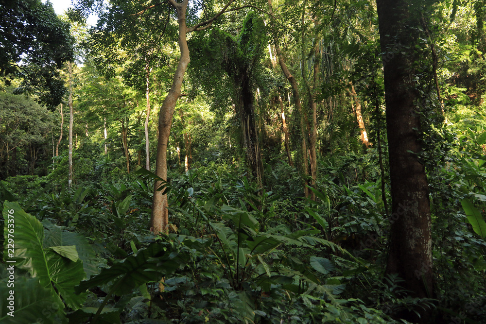 Rain Forest, Krabi, Thailand Rain Forest, Krabi, Thailand