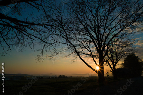 Tree silhouette at dawn