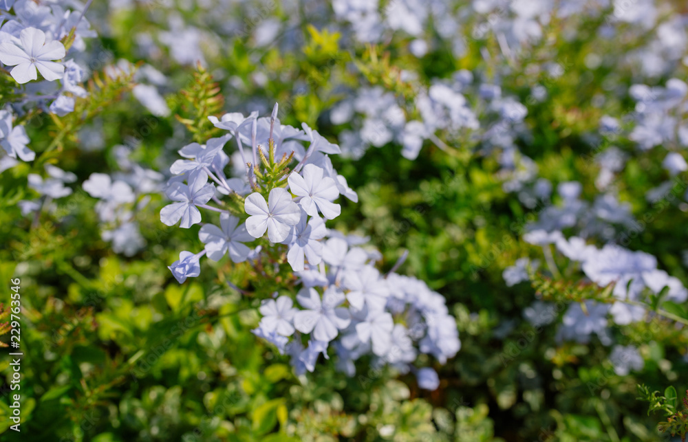 Blue flowers on green bushes in southern Europe in sunny Monaco Blue flowers on green bushes in southern Europe in sunny Monaco