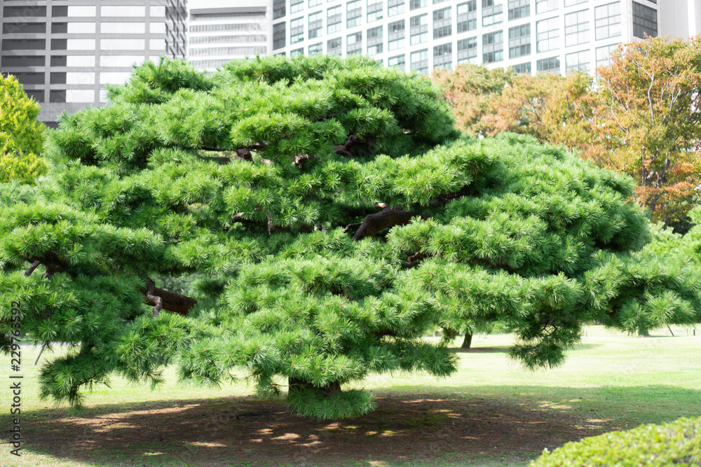 Japanese black pine tree in a park in Tokyo Japanese black pine tree in a park in Tokyo