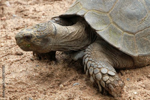 Giant turtle, Pattaya area, Thailand