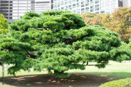 Japanese black pine tree in a park in Tokyo