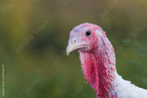 Domestic turkey portrait