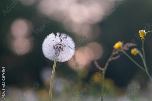 White dandelion blowing away flower closeup.  Soft focus with bokeh  toning
