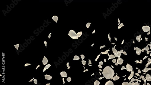 Romantic flying white rose flower petals for St. Valentine's Day, Mother's Day, wedding anniversary greeting cards, invitation or birthday e-card. Seamless loop 4k alpha channel isolated