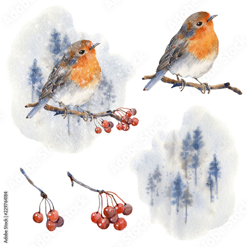 Watercolor winter bird illustration.