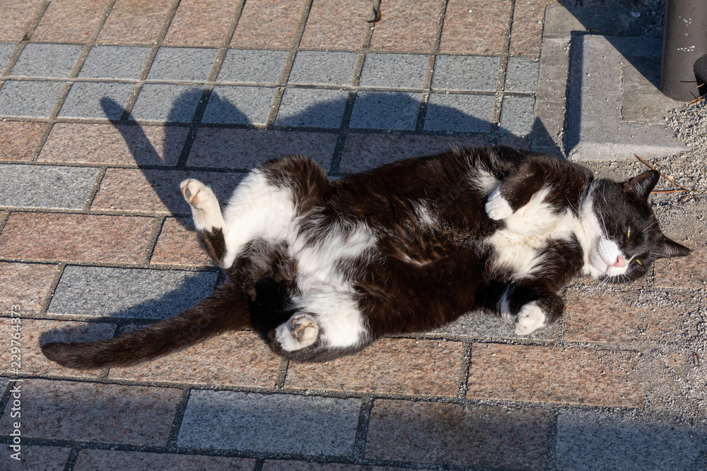 日本の猫　太陽充電猫