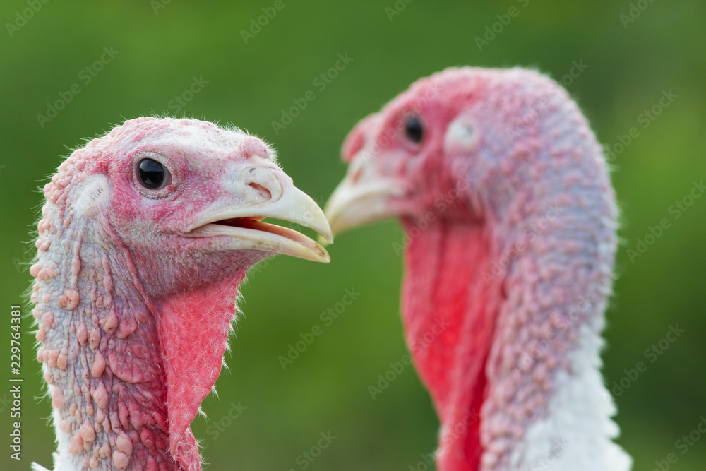 Fototapeta premium Domestic turkey portrait