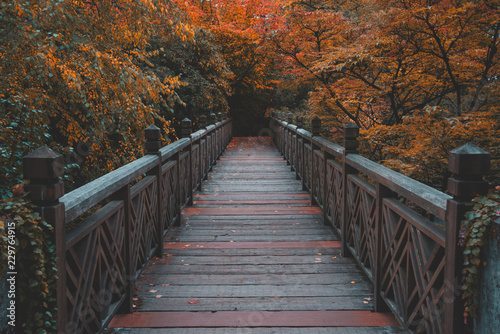 Boardwalk bridge in park during peak autumn season