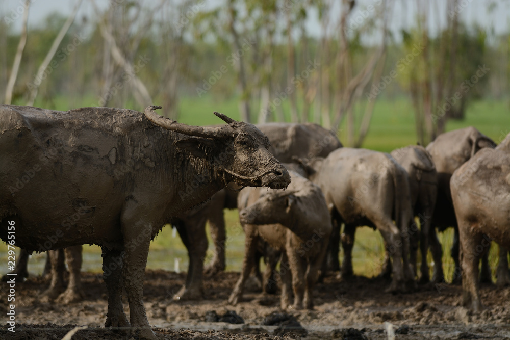 Fototapeta premium Buffalo farm in clay with blue sky background