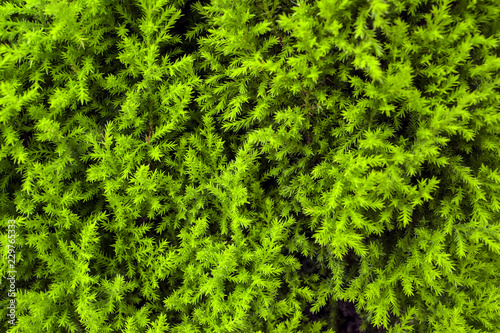 green plants background texture - Green leaves close-up natural background