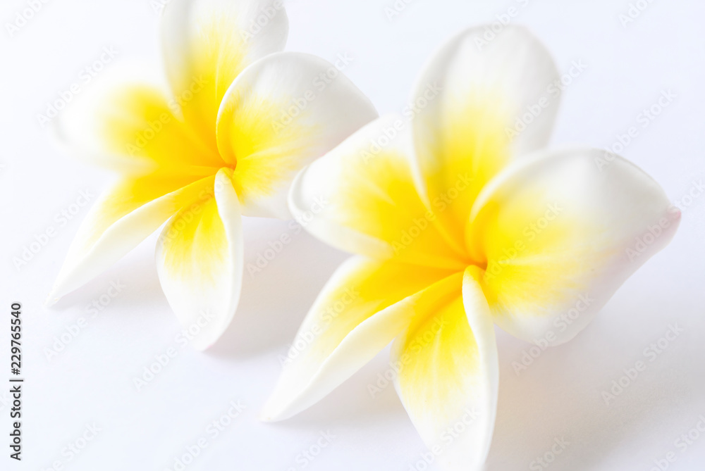 Naklejka premium Champa flower