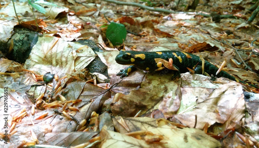 Salamander in the forest in East Slovakia, with beutiful colour - black and yellow