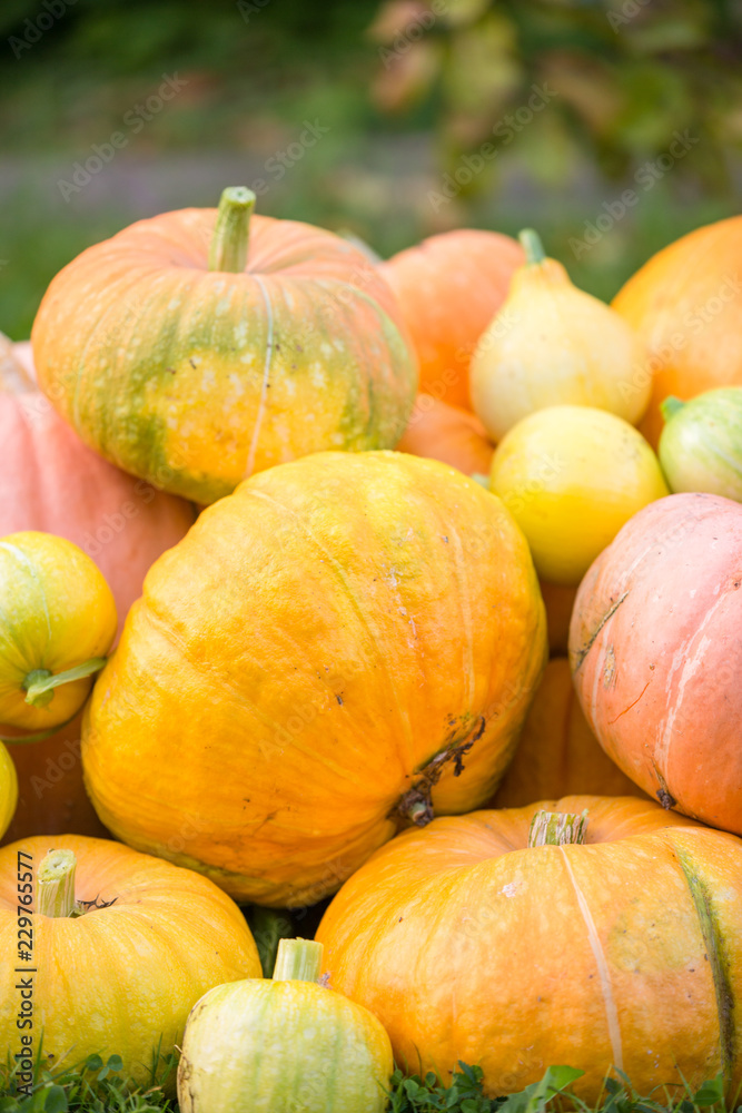 Image of harvest of orange pumpkins Image of harvest of orange pumpkins