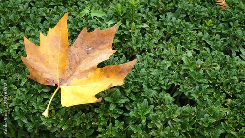 A yellow maple (Acer saccharum) leaf lies on a hedge from Euonymus japonicus Microphyllus. Close up. photo