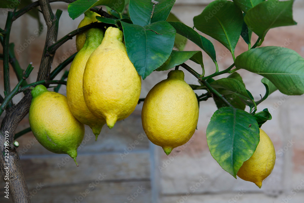 Zitronen Früchte am Baum 
