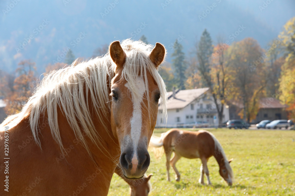 Obraz premium Haflinger auf Weide