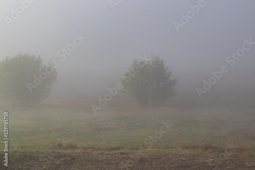 trees on a field on misty autumn weather