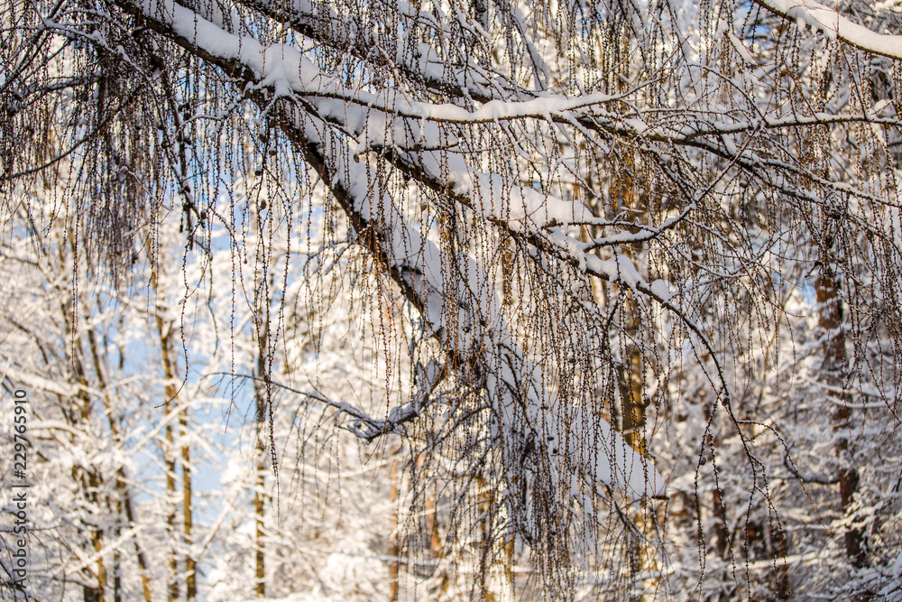 Picturesque photo of snowy trees in forest Picturesque photo of snowy trees in forest