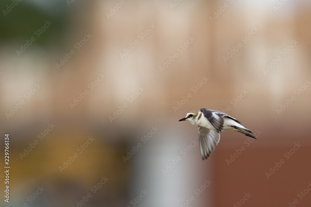 An adult Kentish plover (Charadrius alexandrinus) flying in highspeed on the island of Cape verde An adult Kentish plover (Charadrius alexandrinus) flying in highspeed on the island of Cape verde