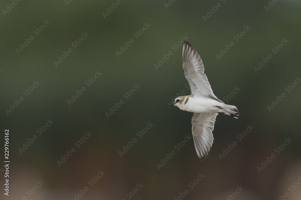 An adult Kentish plover (Charadrius alexandrinus) flying in highspeed on the island of Cape verde An adult Kentish plover (Charadrius alexandrinus) flying in highspeed on the island of Cape verde
