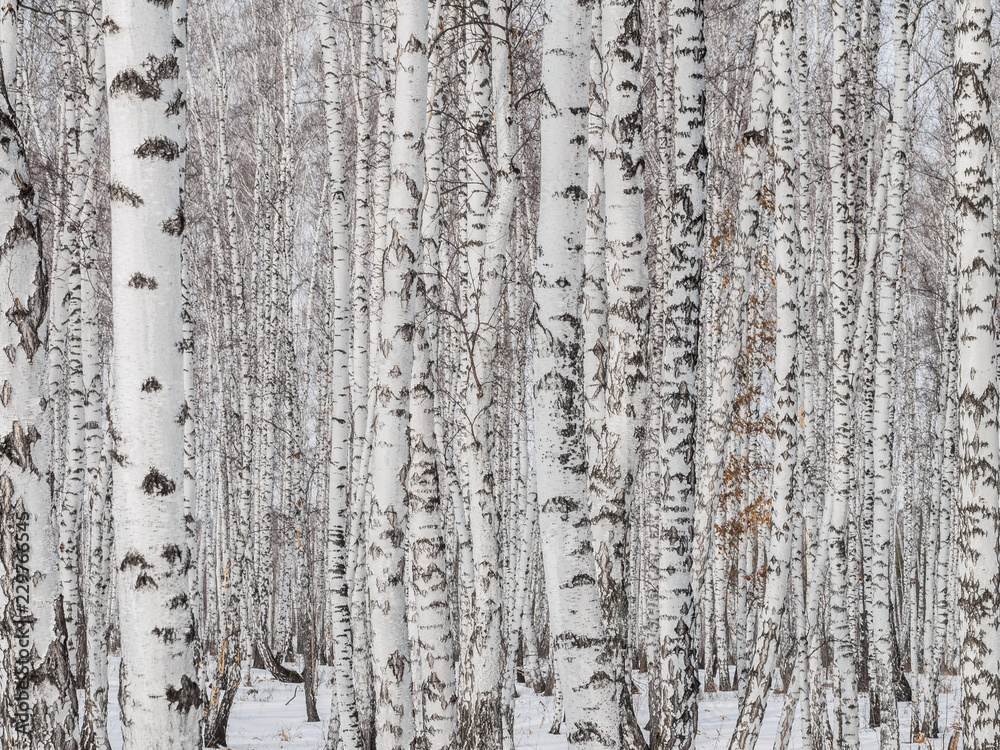 Fototapeta brzozowy las zbliżenie. ściana pni brzozy. tło tekstury dla układu. naturalny krajobraz w zimie. śnieg i mróz