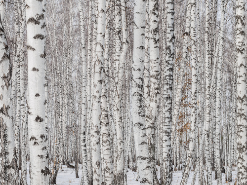 Obraz na plátně birch forest closeup