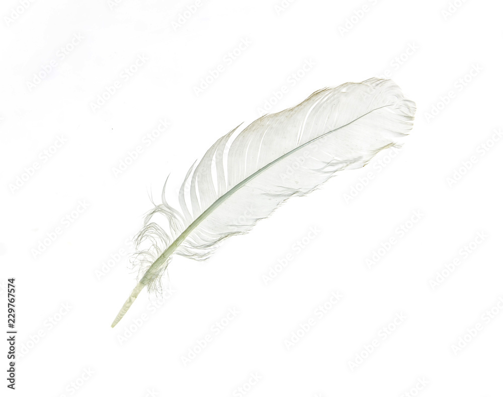 White feather bird on white background
