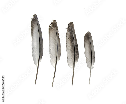 Bird's feather on a white background