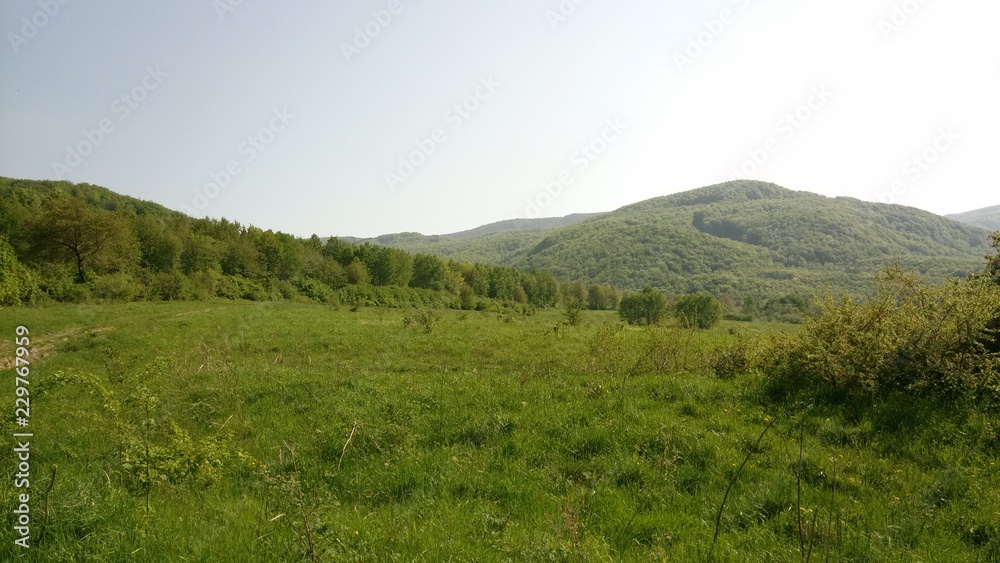 Meadow and forest in East Slovakia
