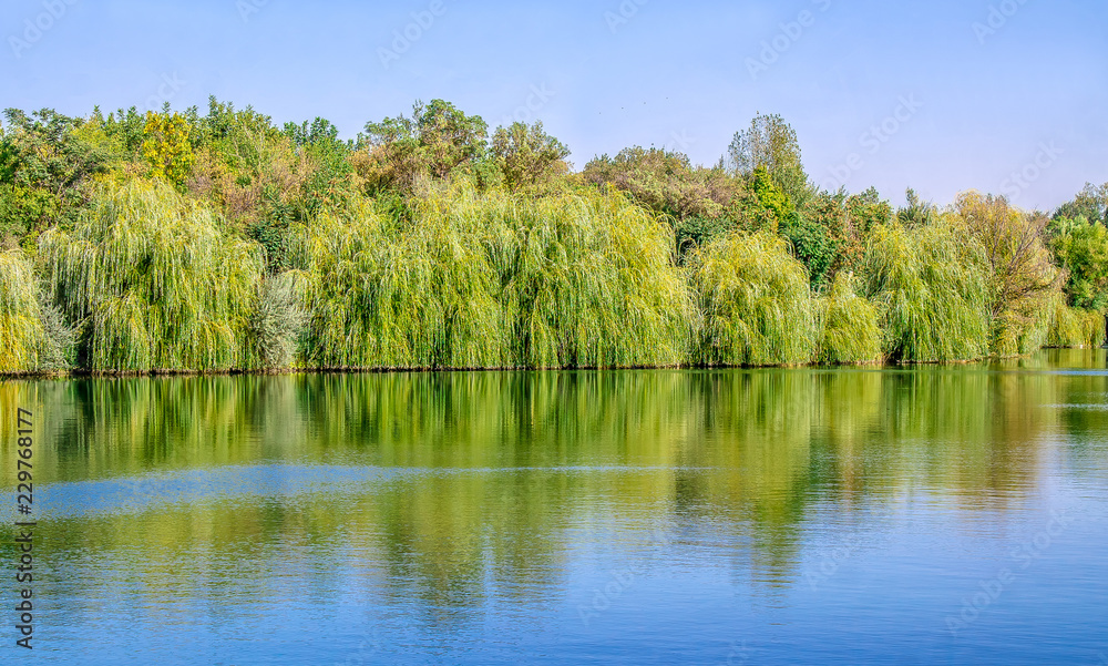 Willow tree over a lake landscape Willow tree over a lake landscape