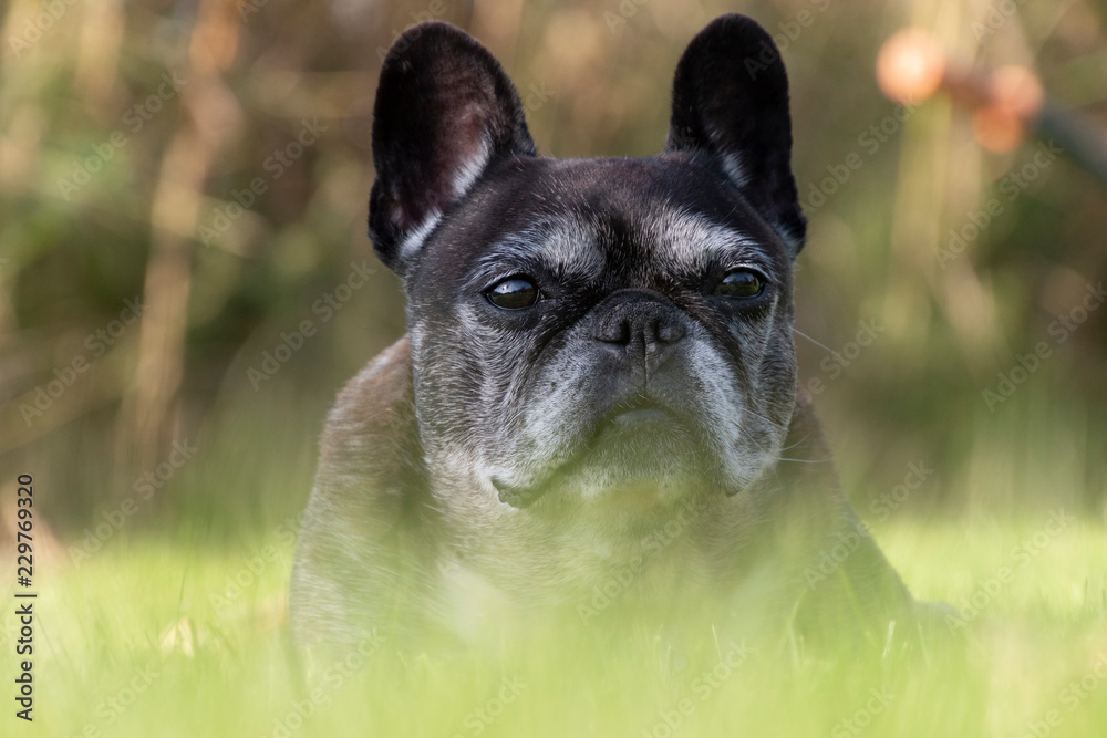 Gray old French bulldog interested looking at the photographer.