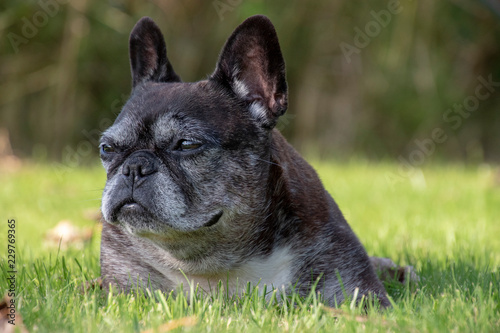 Old gray French bulldog lying in a grass field staring into the distance.