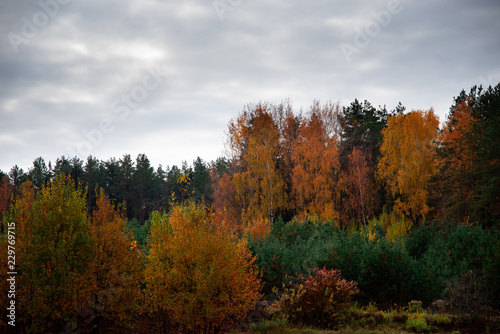 Autumn forest with different colors. Cloudy sky.