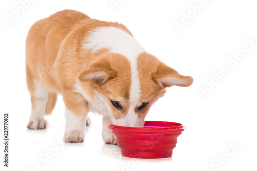 Fototapeta Naklejka Na Ścianę i Meble -  Welsh corgi with bowl isolated on white background