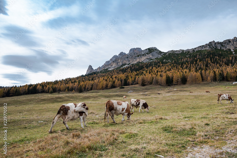 Cows in the autumn Dolomites, in Italy, Misurina