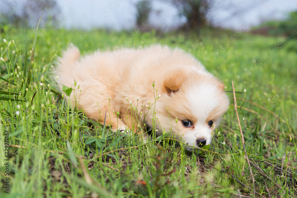 Little Pomeranian on the grass.