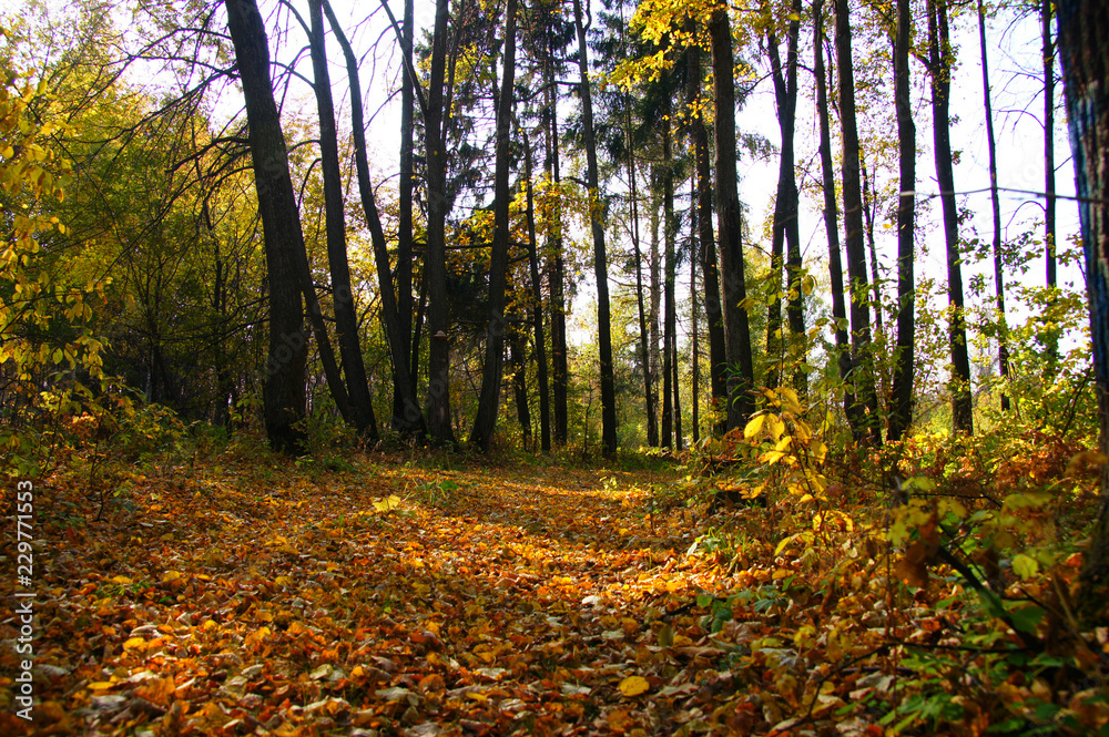 autumn in the park