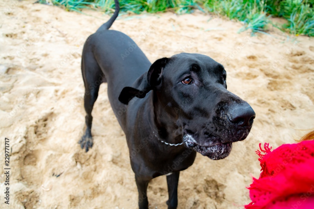 A young, energetic German Great Dane walks on the beach after a storm. The obedient pet executes commands of the owner. Harmony in communicating with animals A young, energetic German Great Dane walks on the beach after a storm. The obedient pet executes commands of the owner. Harmony in communicating with animals