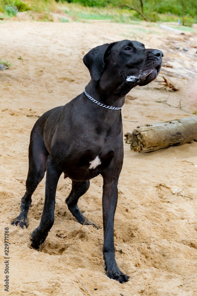 A young, energetic German Great Dane walks on the beach after a storm. The obedient pet executes commands of the owner. Harmony in communicating with animals A young, energetic German Great Dane walks on the beach after a storm. The obedient pet executes commands of the owner. Harmony in communicating with animals