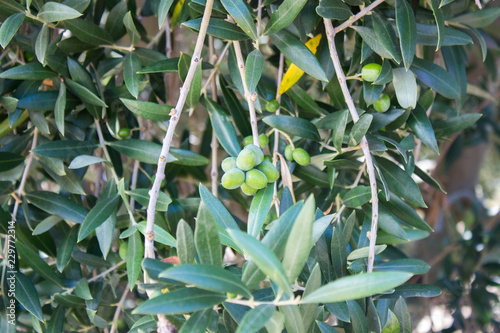 green olive, alentejo, portugal