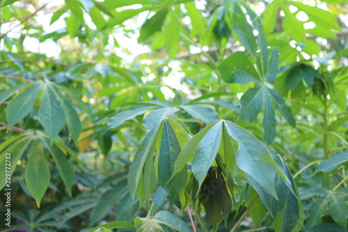 sweet potatoes leaf looks in evening 02