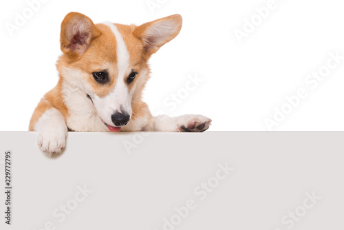 Welsh corgi dog looking over a wall isolated on white background