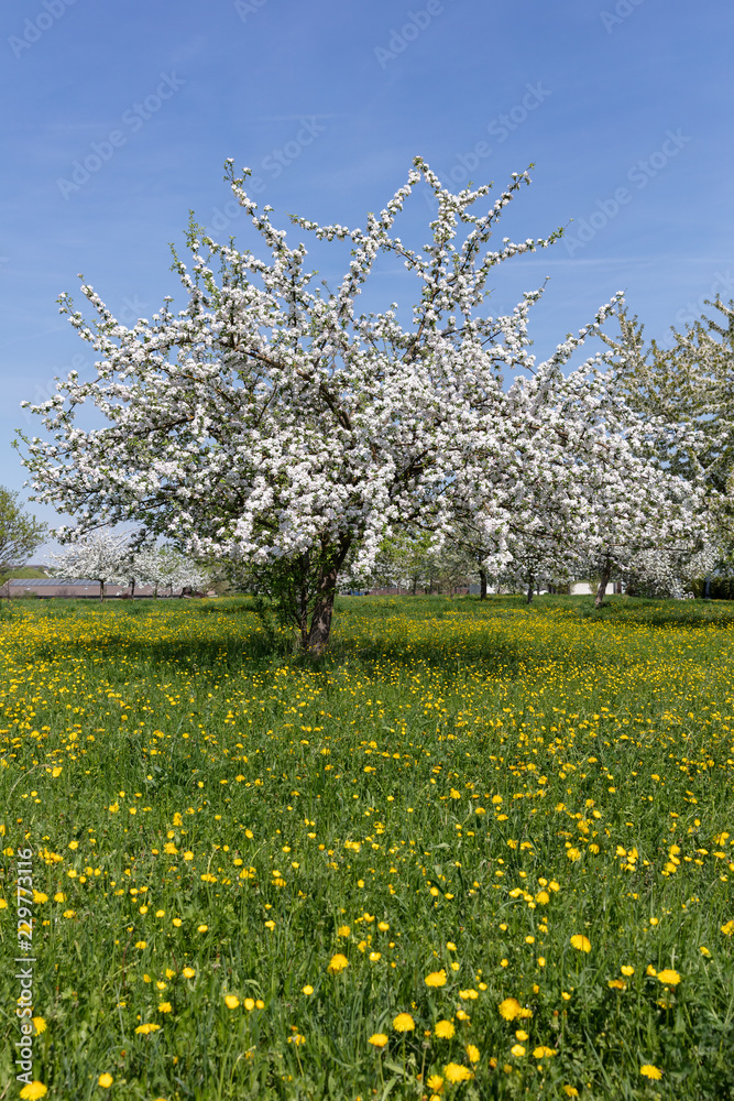 grassland with dandelion an apple trees with blossoms grassland with dandelion an apple trees with blossoms