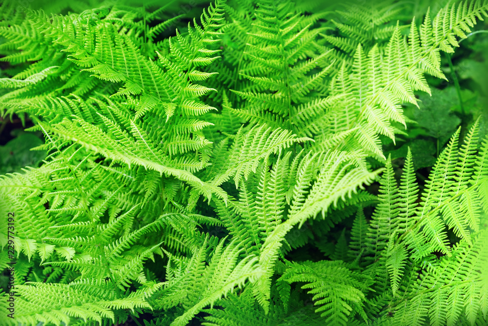 Green leaves fern close up. Plant background.