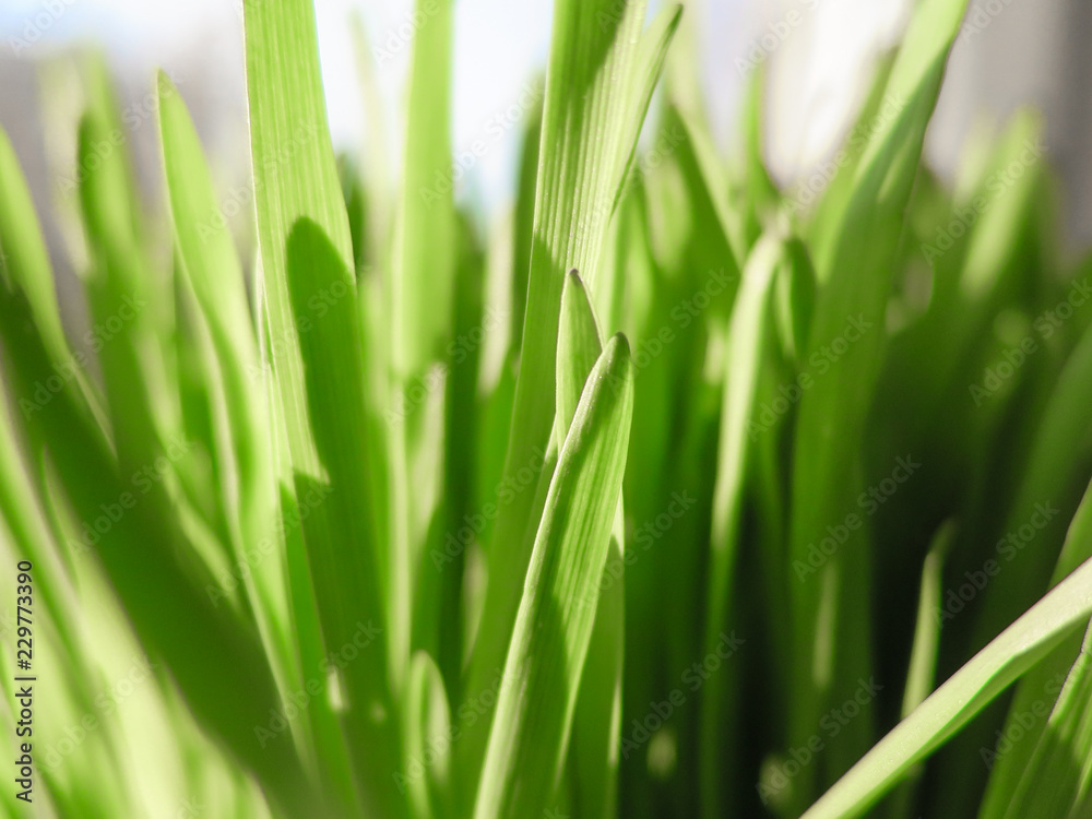 Green grass. Plants. Blur background