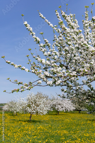Streuobstwiese mit Löwenzahn und blühenden Apfelbäumen