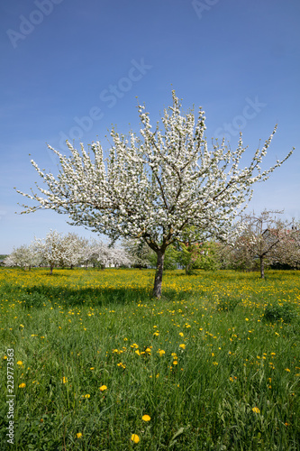Wallpaper Mural Streuobstwiese mit Löwenzahn und blühenden Apfelbäumen Torontodigital.ca